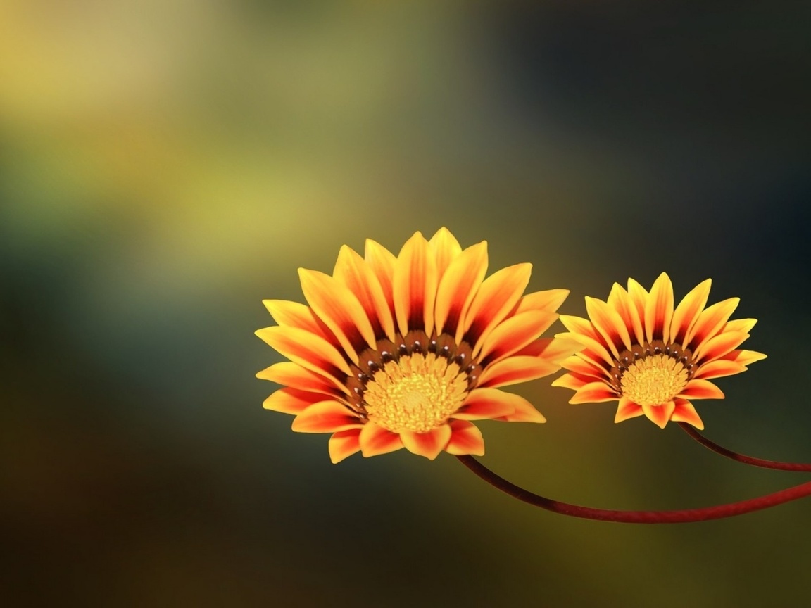 , , two flowers, yellow, orange