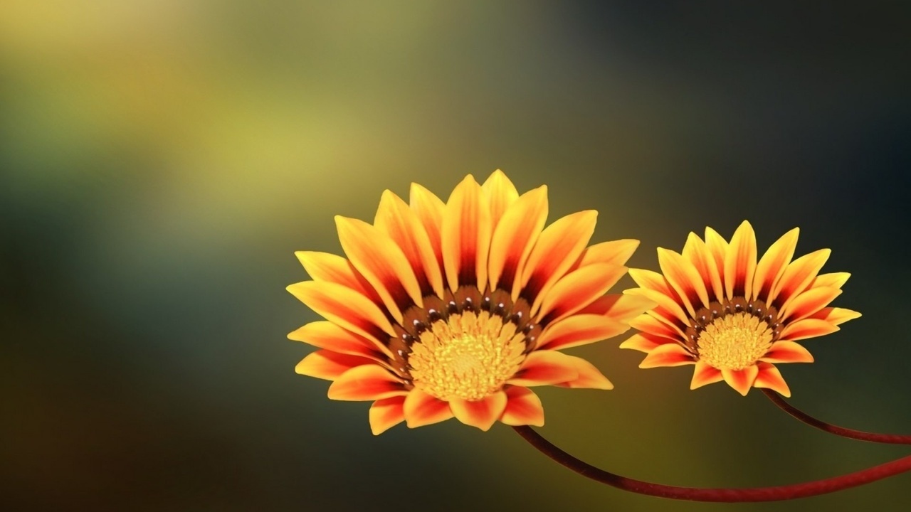 , , two flowers, yellow, orange