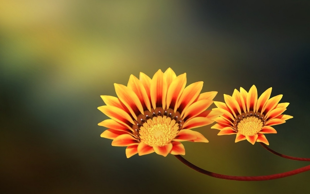 , , two flowers, yellow, orange