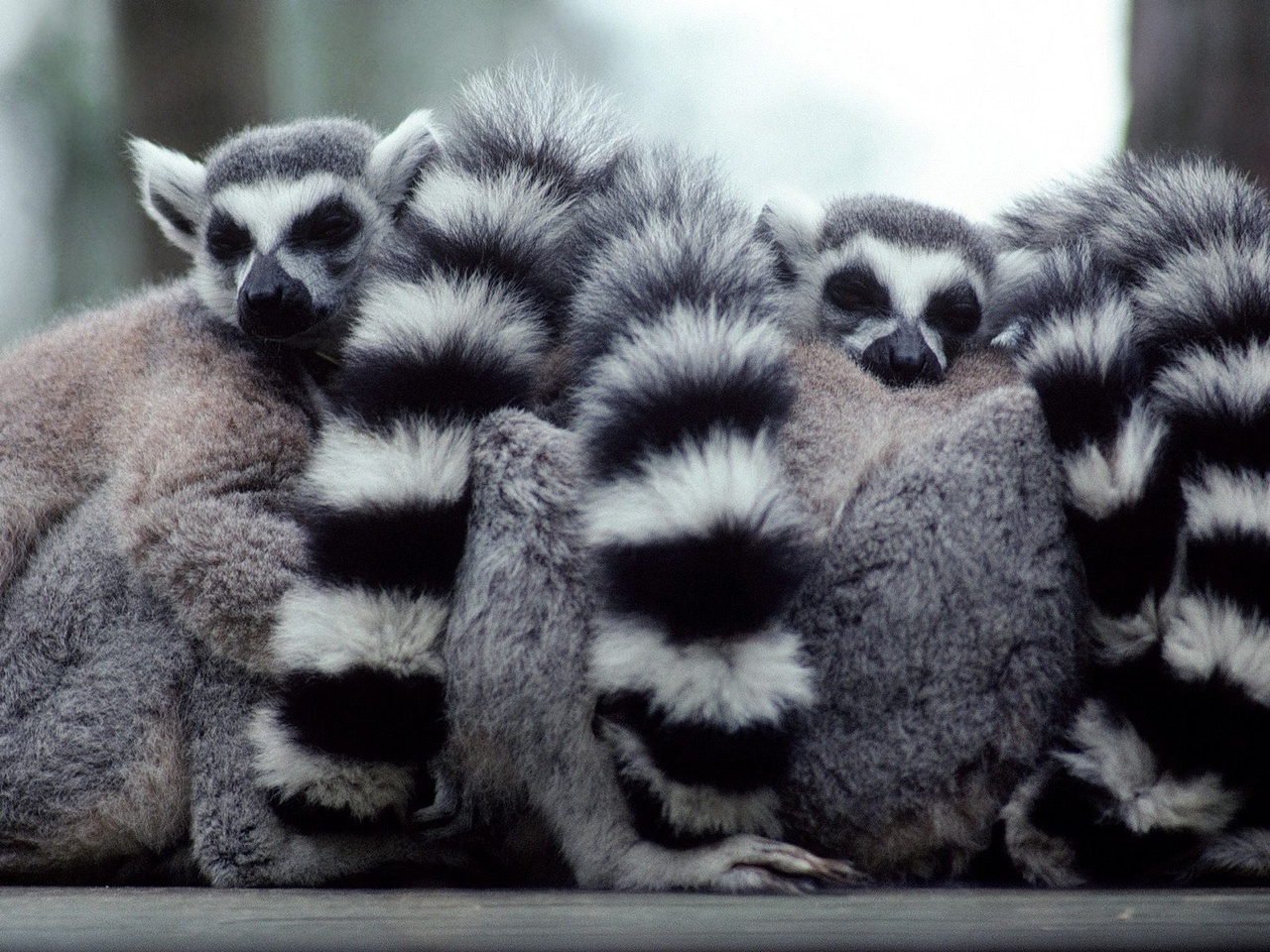 a lump of lemurs, ,  , , , ׸, 