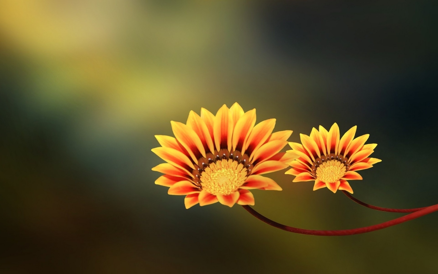 , , two flowers, yellow, orange