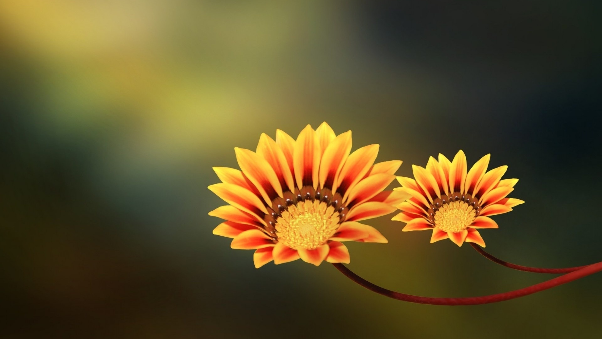 , , two flowers, yellow, orange