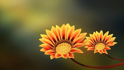 , , two flowers, yellow, orange