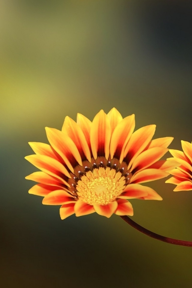 , , two flowers, yellow, orange