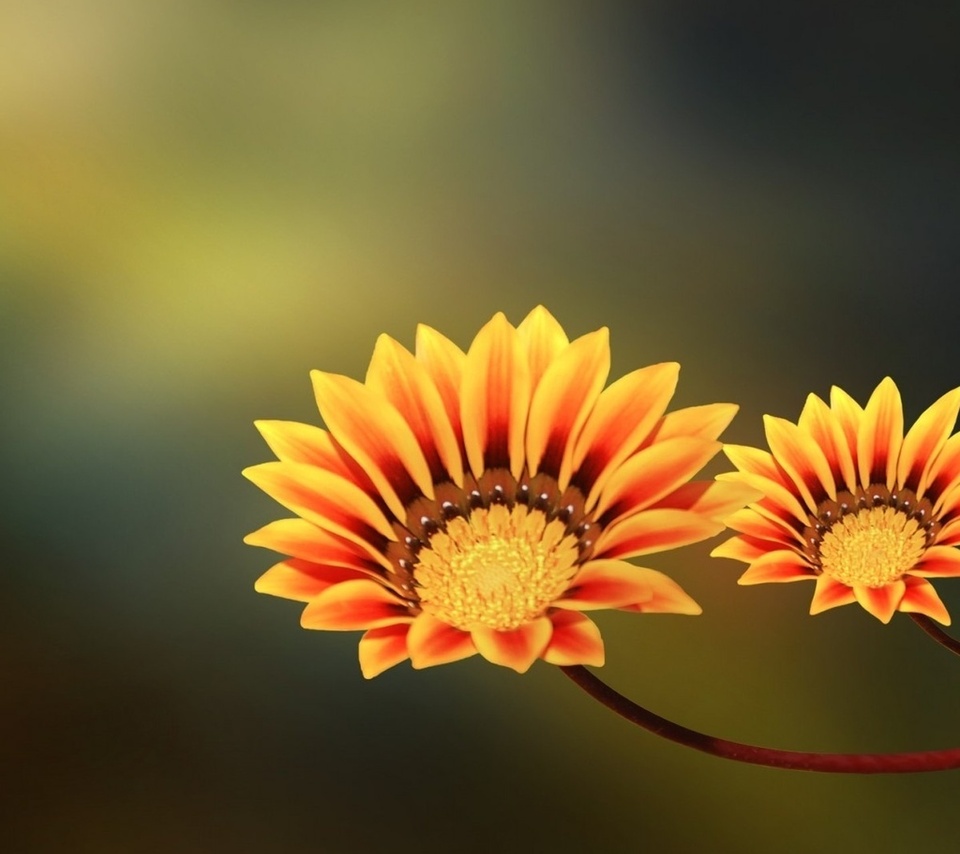 , , two flowers, yellow, orange