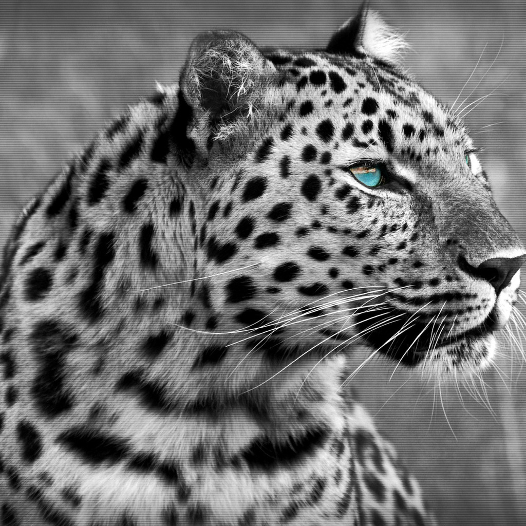 leopard, cat, , 1920x1200, predator, , 