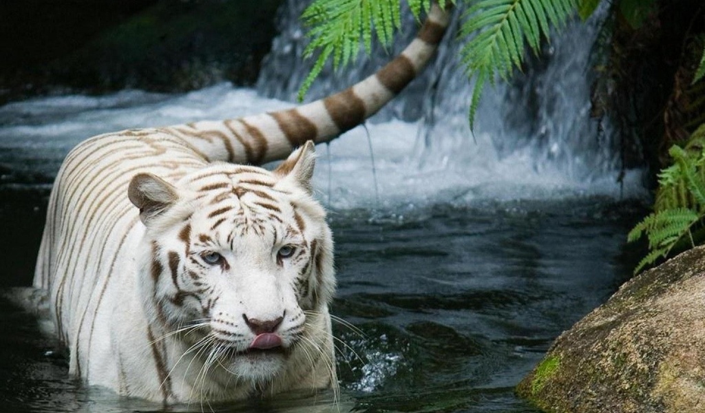 tiger,  , , white tiger, 