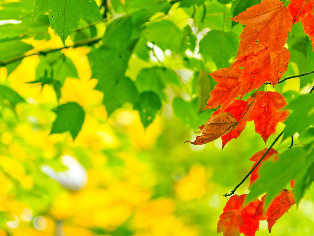 , leaves, autumn, , , , nature, , 