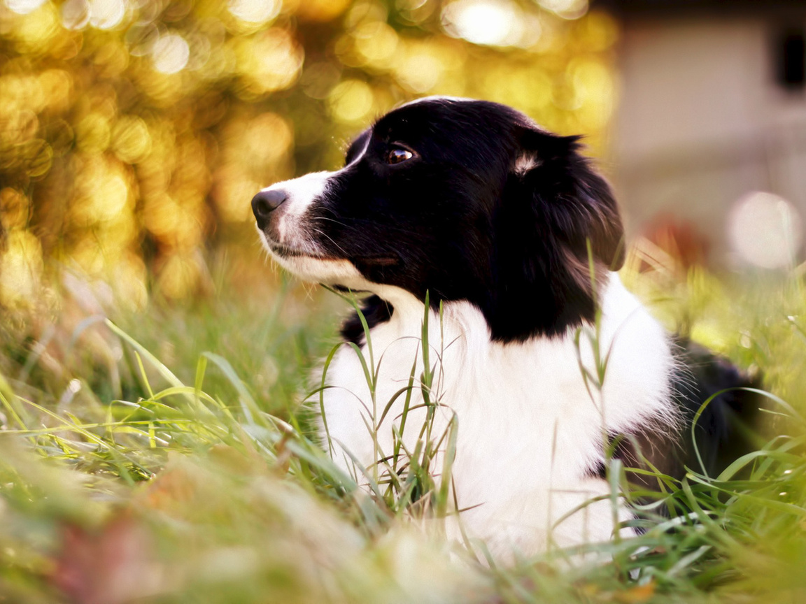 , border collie, , ,  