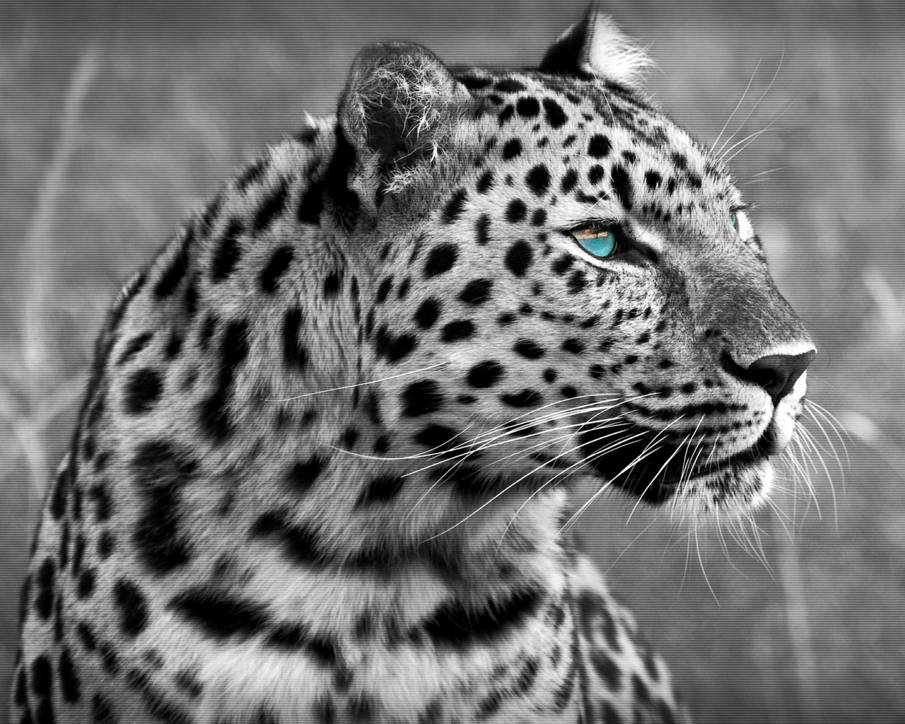 leopard, cat, , 1920x1200, predator, , 