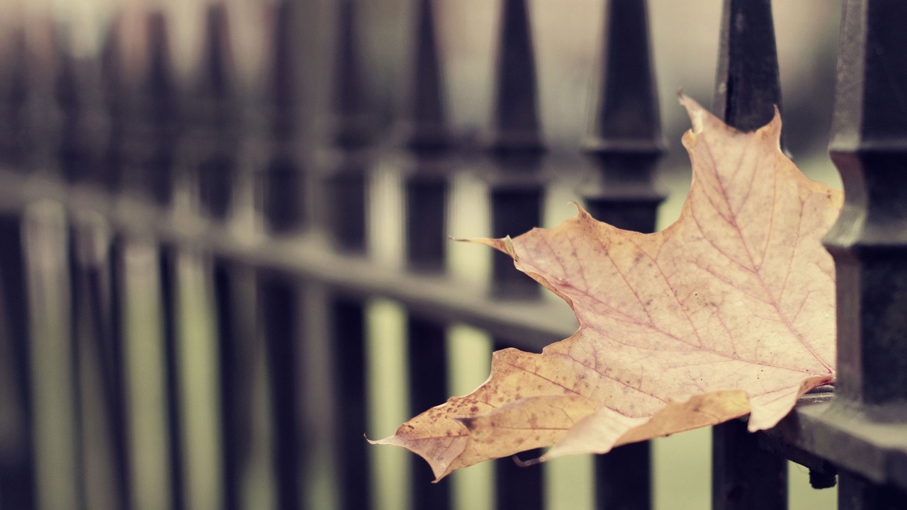  , ,  , leaf wallpapers, 