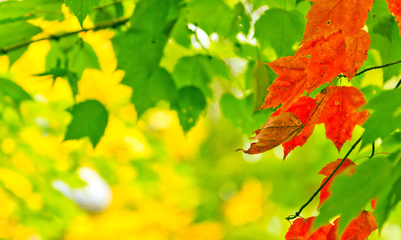 , leaves, autumn, , , , nature, , 