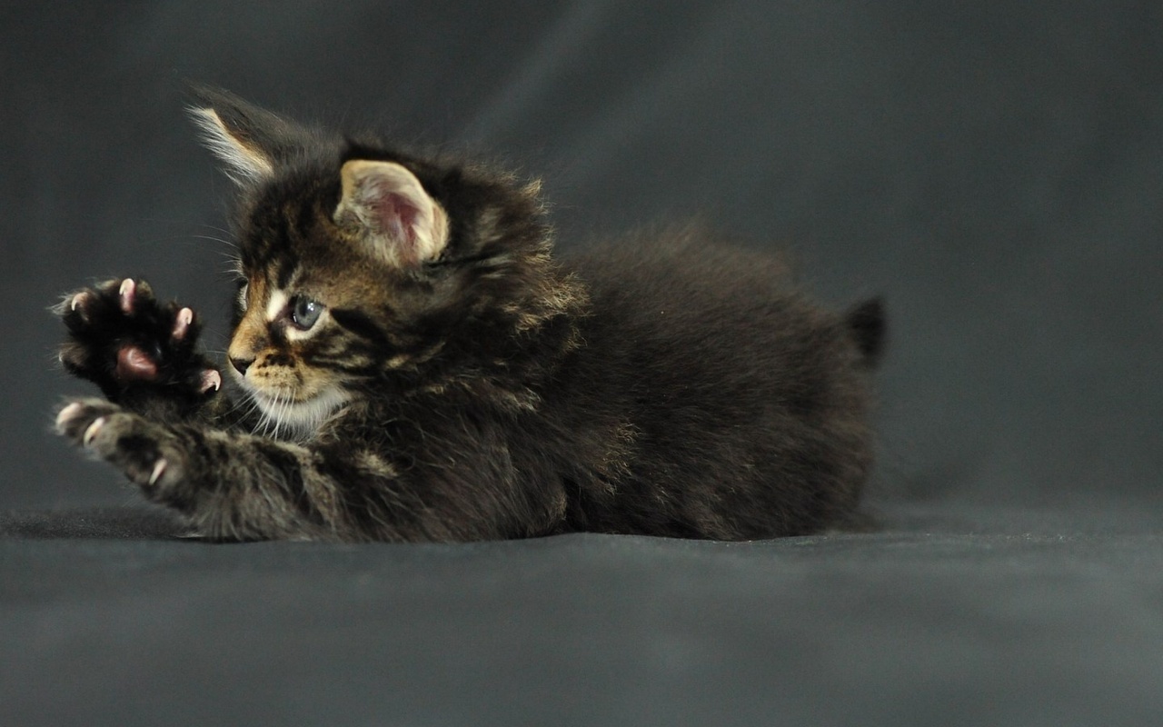 , , Funny cat, , , -, maine coon, kitten
