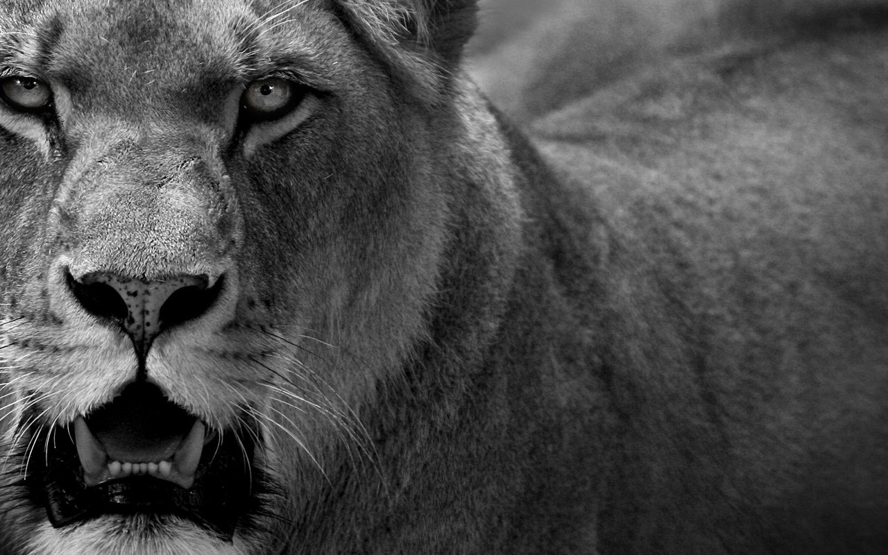 1920x1200, , cat, predator, , lion, , lioness, 