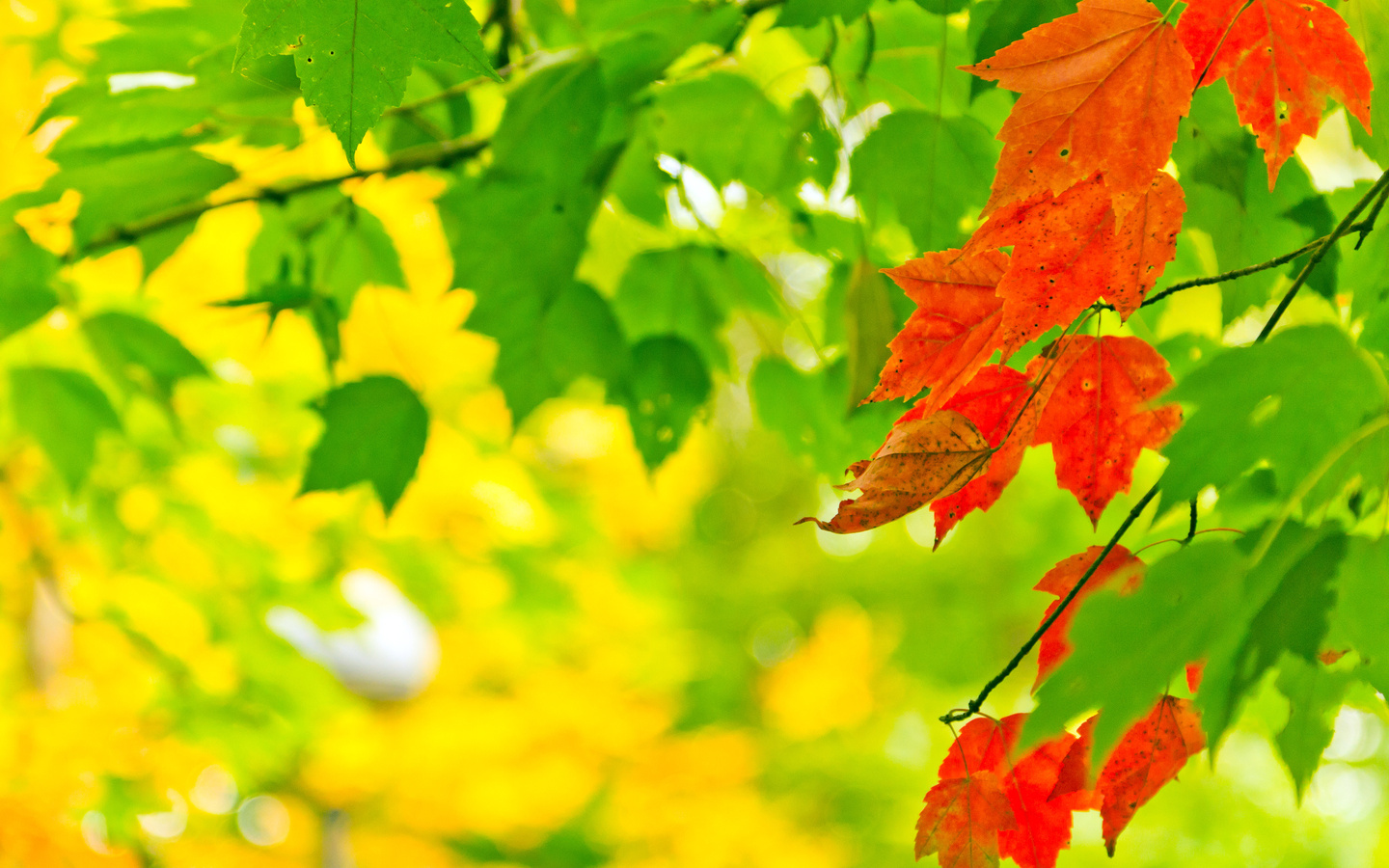 , leaves, autumn, , , , nature, , 