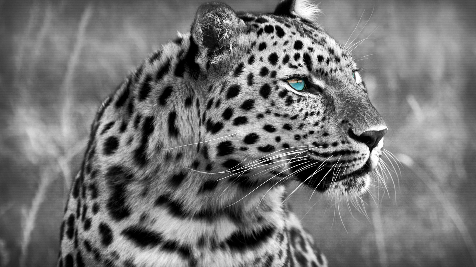 leopard, cat, , 1920x1200, predator, , 