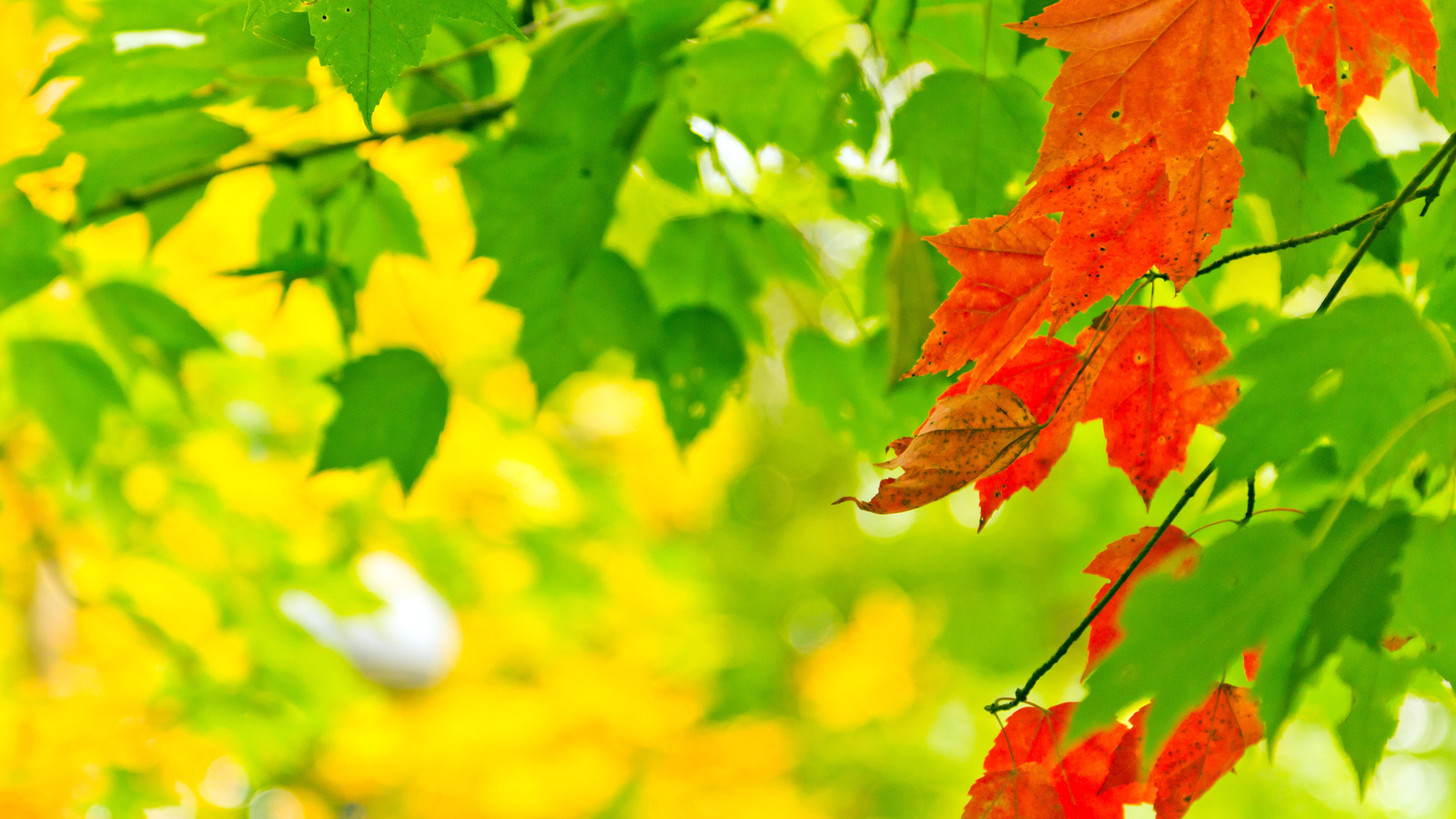 , leaves, autumn, , , , nature, , 