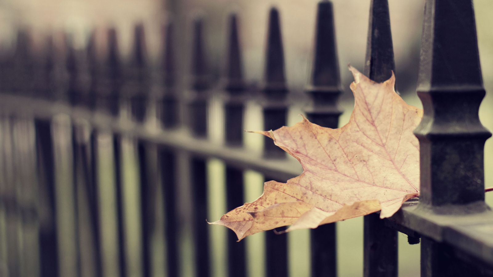  , ,  , leaf wallpapers, 