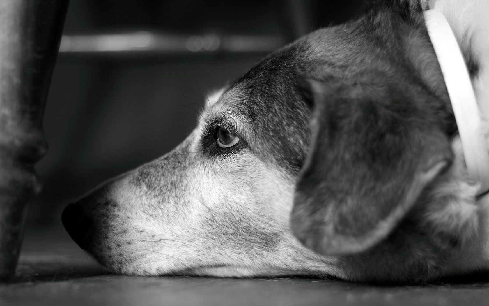 , , dog, 2560x1600, b&w, look, , , bokeh, 