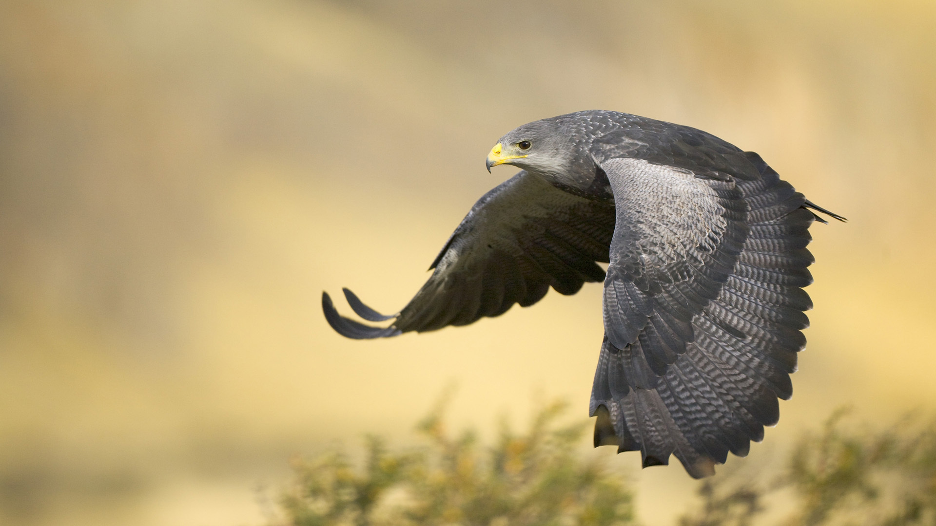 Black-chested buzzard eagle, argentina, , , 