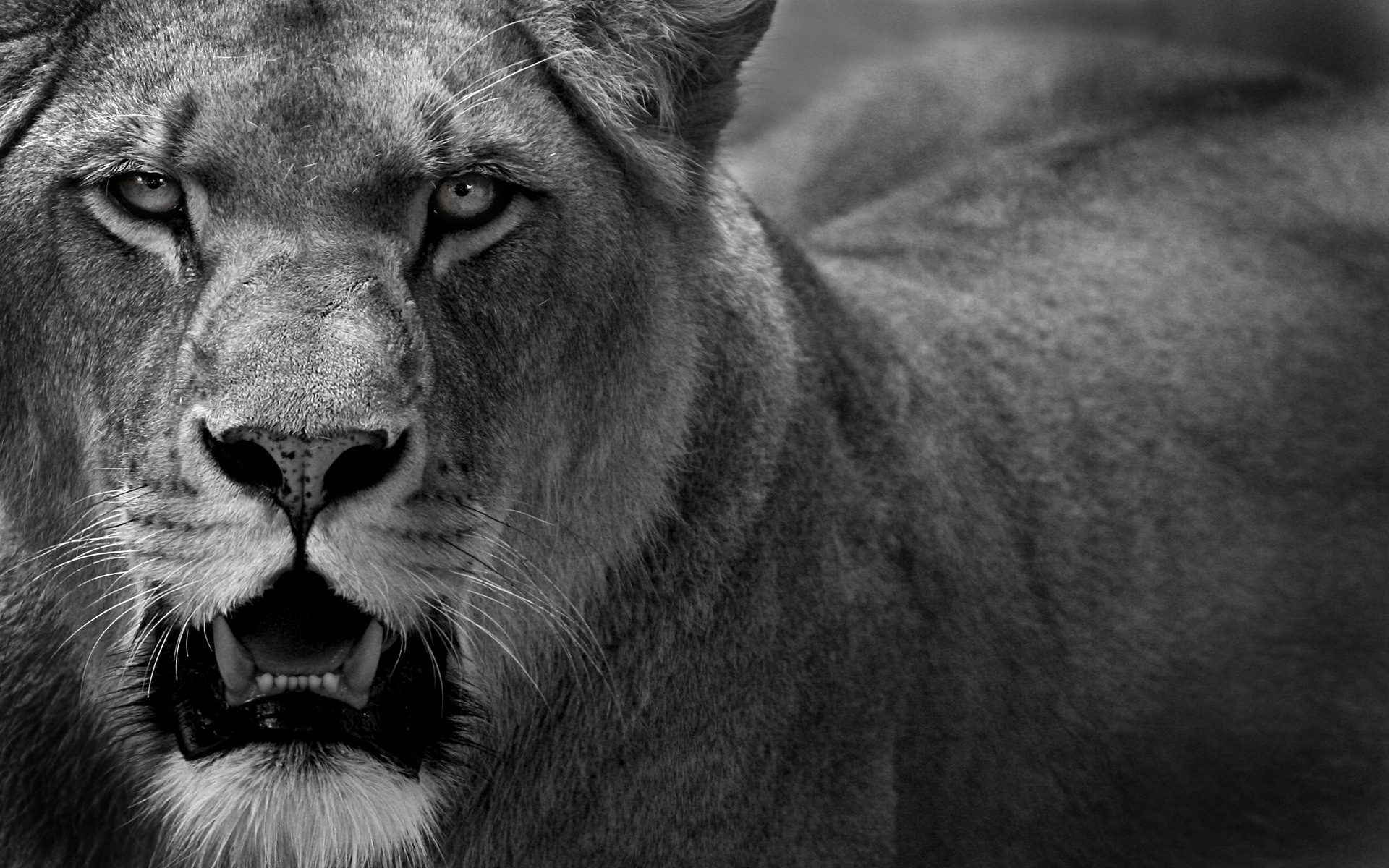 1920x1200, , cat, predator, , lion, , lioness, 