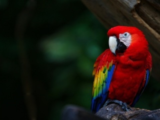 , parrot, , colours, , ara, , , , 