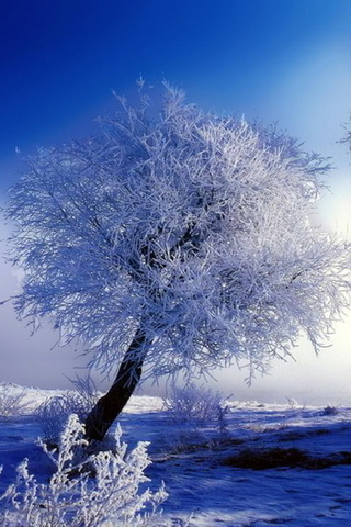 Вы любите зиму? - Страница 2 Desktopwallpapers.org.ua-11608