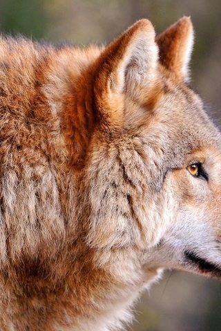 Wolf, , canis lupus