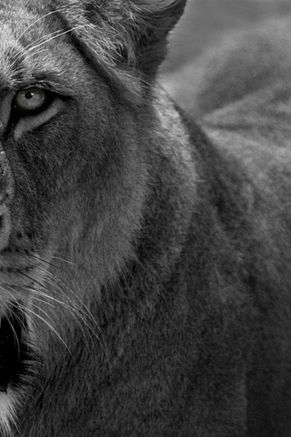 1920x1200, , cat, predator, , lion, , lioness, 