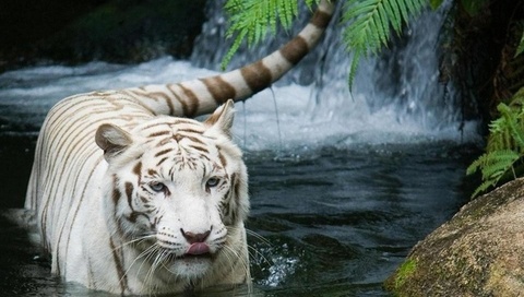 tiger,  , , white tiger, 