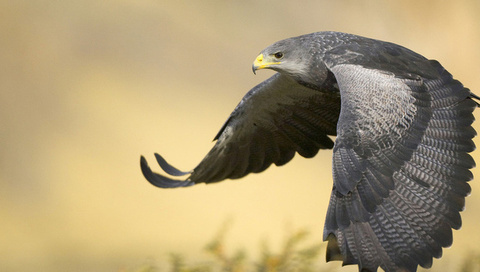 Black-chested buzzard eagle, argentina, , , 