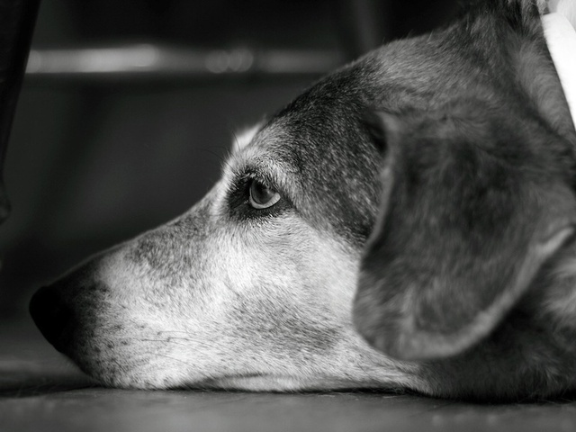 , , dog, 2560x1600, b&w, look, , , bokeh, 