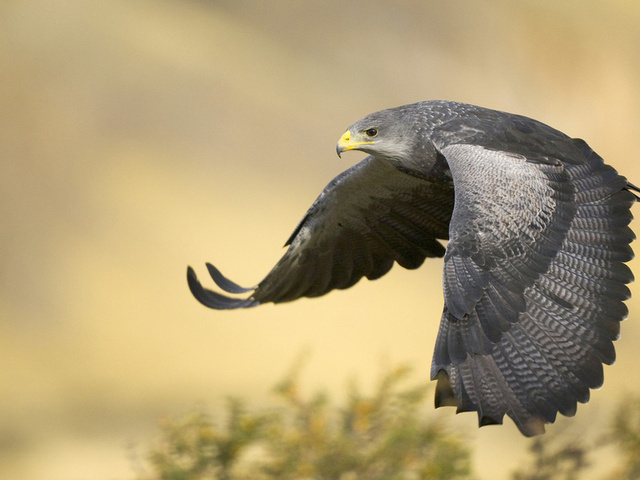 Black-chested buzzard eagle, argentina, , , 