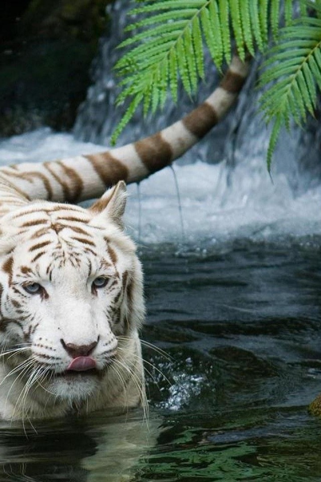 tiger,  , , white tiger, 