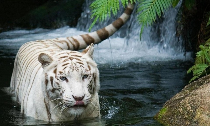 tiger,  , , white tiger, 