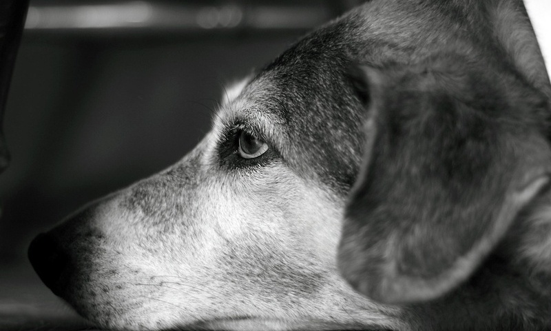 , , dog, 2560x1600, b&w, look, , , bokeh, 