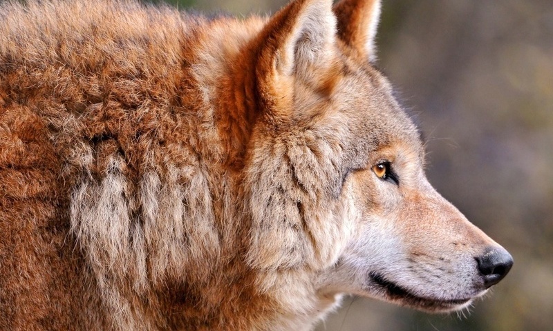 Wolf, , canis lupus