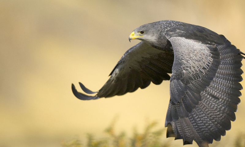 Black-chested buzzard eagle, argentina, , , 