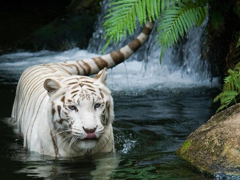 tiger,  , , white tiger, 