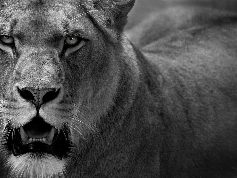 1920x1200, , cat, predator, , lion, , lioness, 