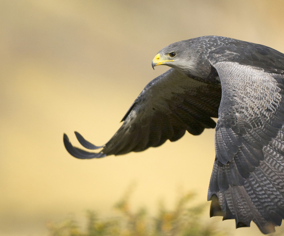 Black-chested buzzard eagle, argentina, , , 