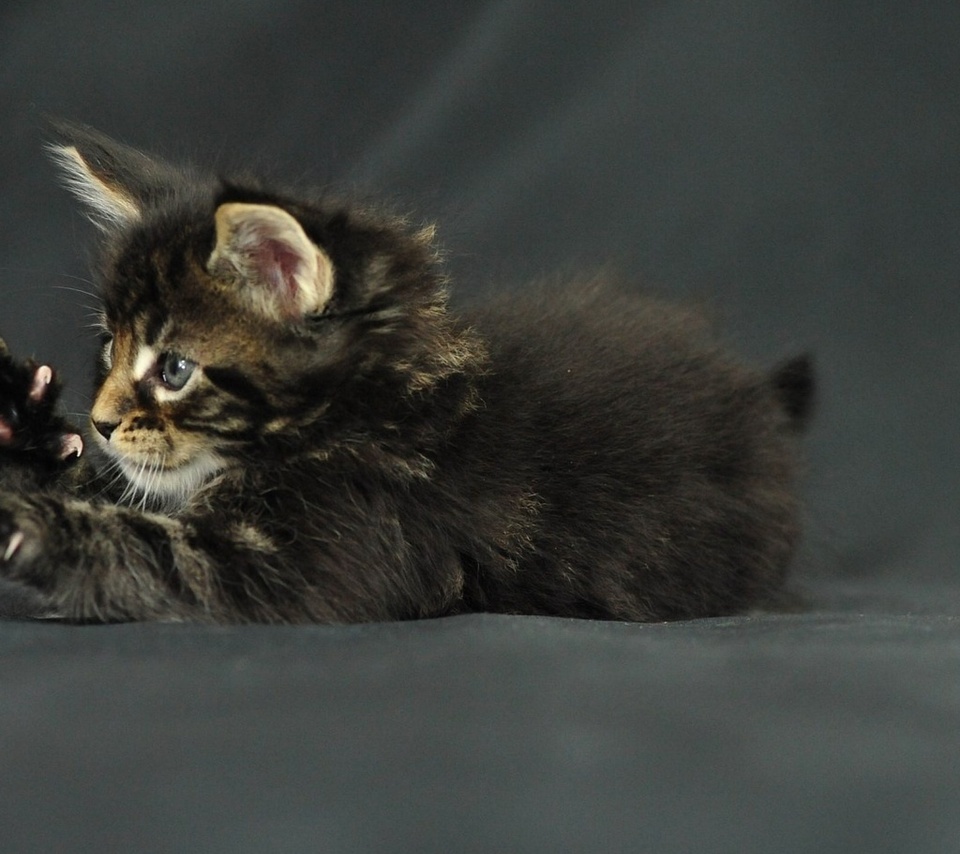 , , Funny cat, , , -, maine coon, kitten