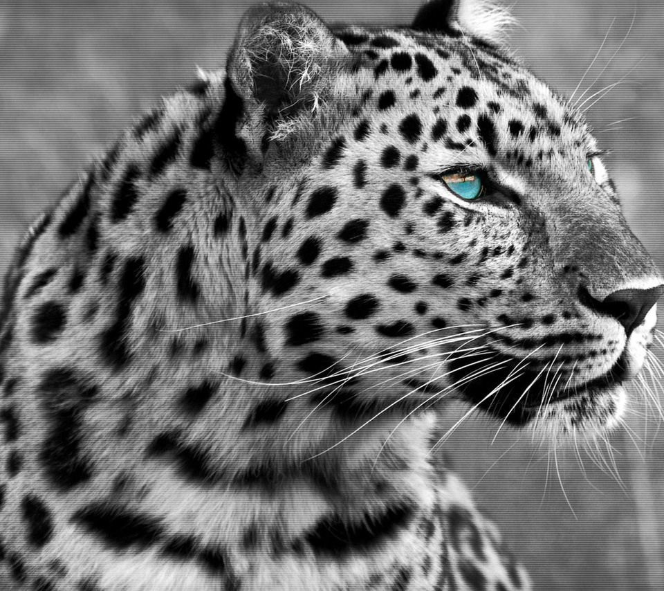 leopard, cat, , 1920x1200, predator, , 