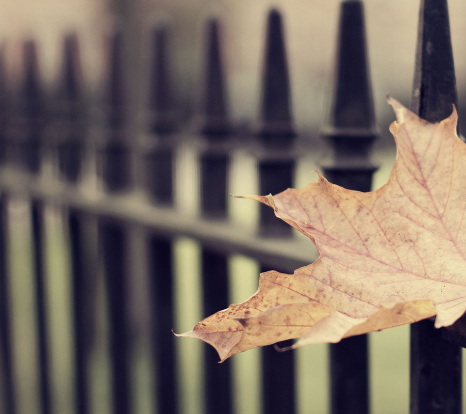  , ,  , leaf wallpapers, 