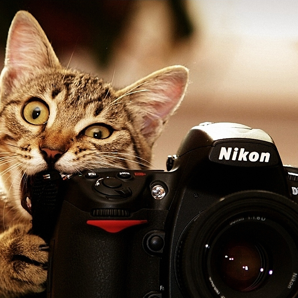 , nikon, , 