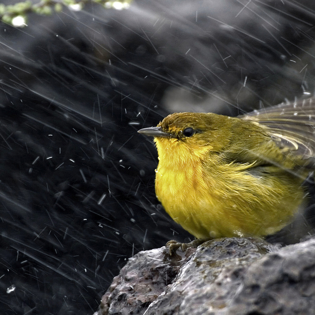 ,  , , , Yellow warbler