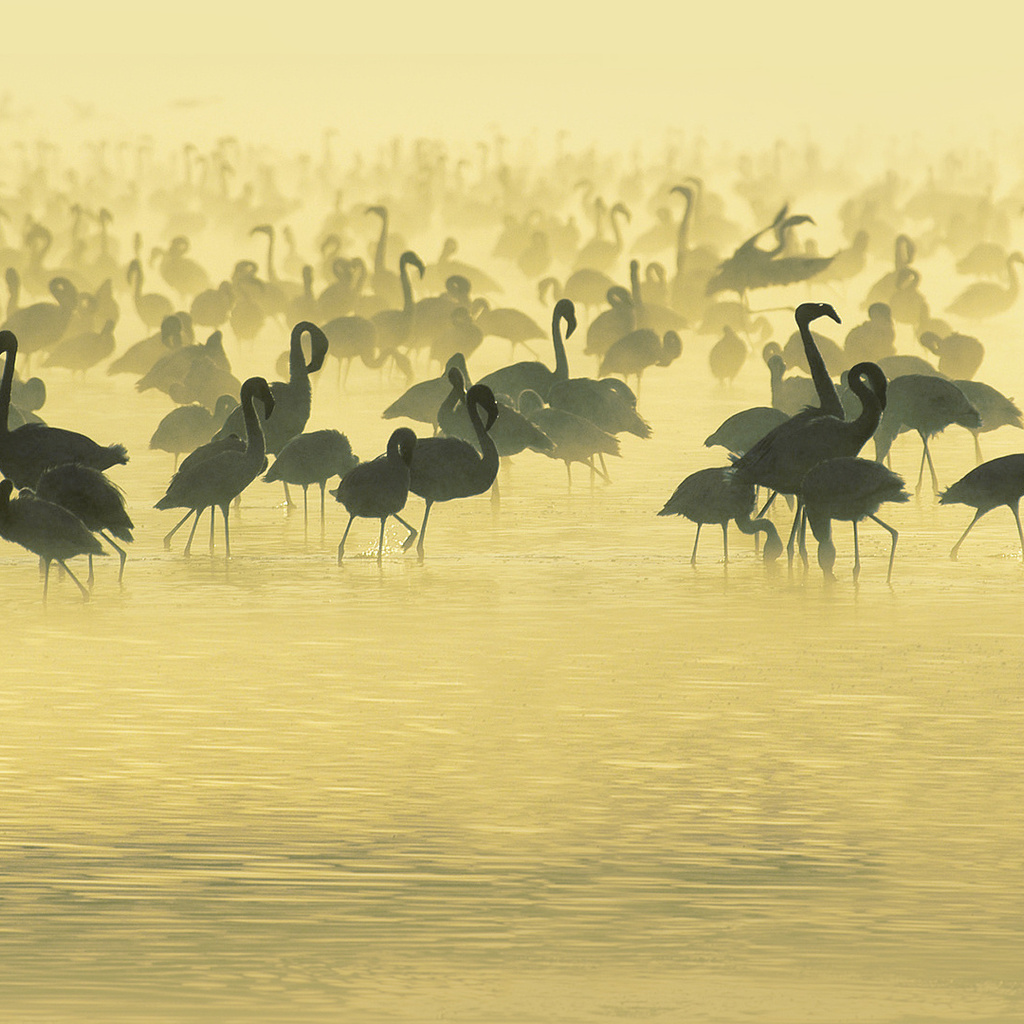 flamingos, , , Studying, south, africa, , 