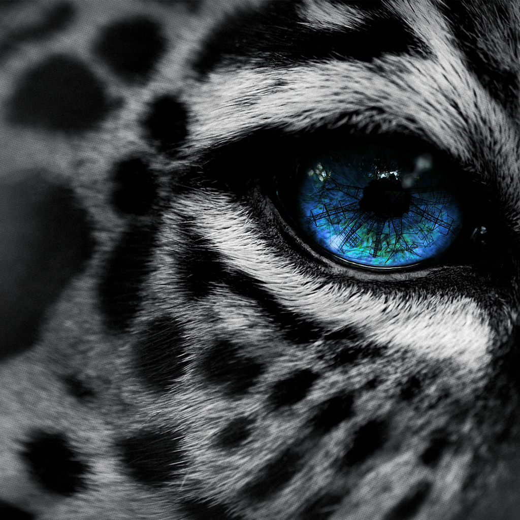 , by, eg-art, eye, , Leopard, 