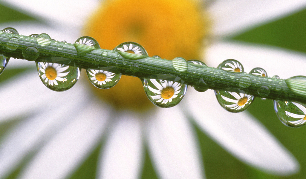 , , , Daisies in the dewdrops