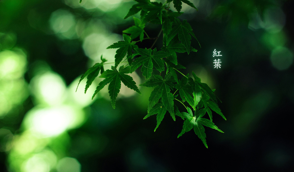 , green colour, , by burningmonk, 1920x1200